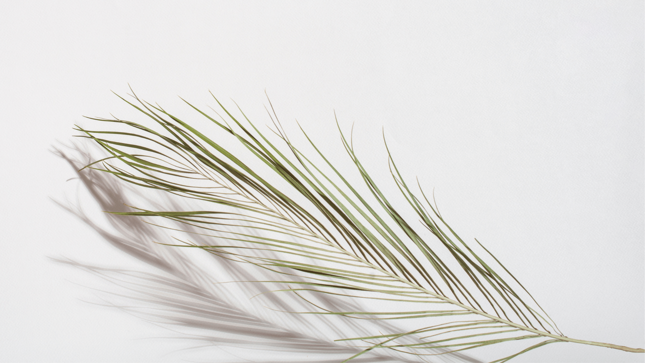 Palm Sunday